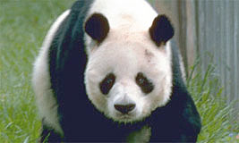 Giant Panda