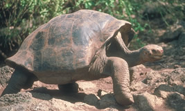 Giant Tortoise