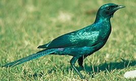 Glossy Starling