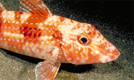 Goatfish