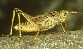 Grasshopper