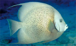 Gray Angelfish