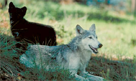 Gray Wolf
