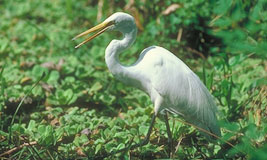 Great Egret 