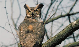Great Horned Owl