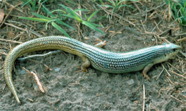 Great Plains Skink