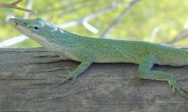 Green Anole