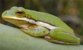 Green Treefrog