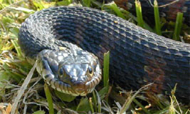 Green Water Snake