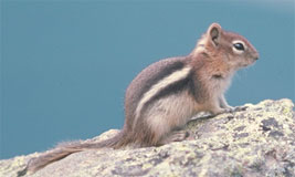 Ground Squirrel