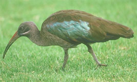 Hadada Ibis
