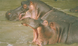 Hippopotamus