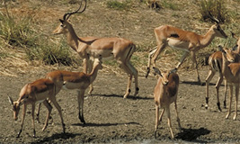 Impala