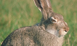 Jackrabbit