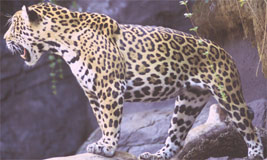 Jaguar