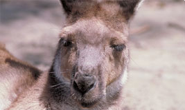 Kangaroo