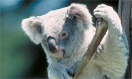 Koala