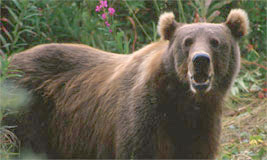 Kodiak Brown Bear