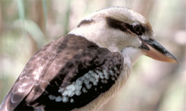 Kookaburra