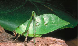 Leaf Katydid