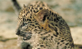 Leopard