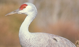 Lesser Sandhill Crane 