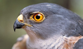 Little Sparrowhawk