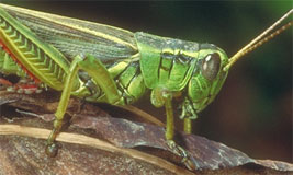 Locust