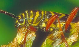 Locust Borer