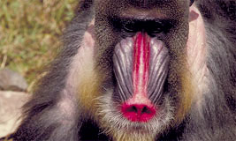 Mandrill