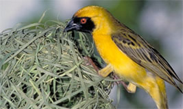 Masked Weaver