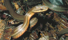 Mastigodryas