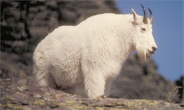 Mountain Goat