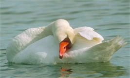 Mute Swan