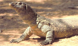 Nile Monitor Lizard