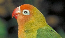 Nyasa Lovebird