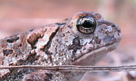 Oak Toad
