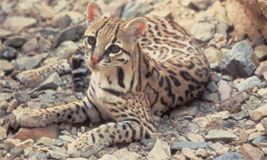 Ocelot