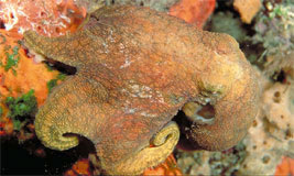 Octopus