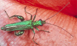 Oedemera