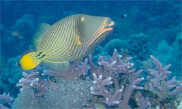 Orange-striped Triggerfish 