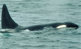 Orca