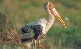 Painted Stork