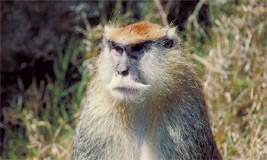 Patas Monkey