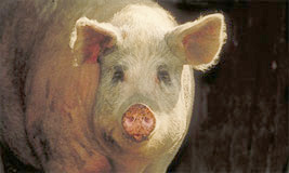 Pig