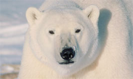 Polar Bear