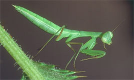 Praying Mantis