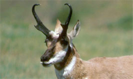 Pronghorn Antelope