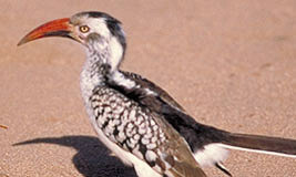 Red-billed Hornbill