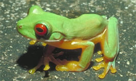 Red-eyed Tree Frog